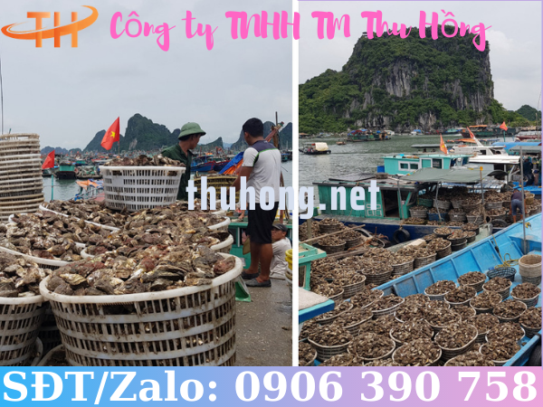 Rổ nhựa nuôi hào hải sản