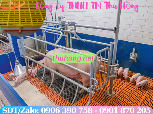 Mô hình chuồng trại nuôi heo bằng sàn nhựa