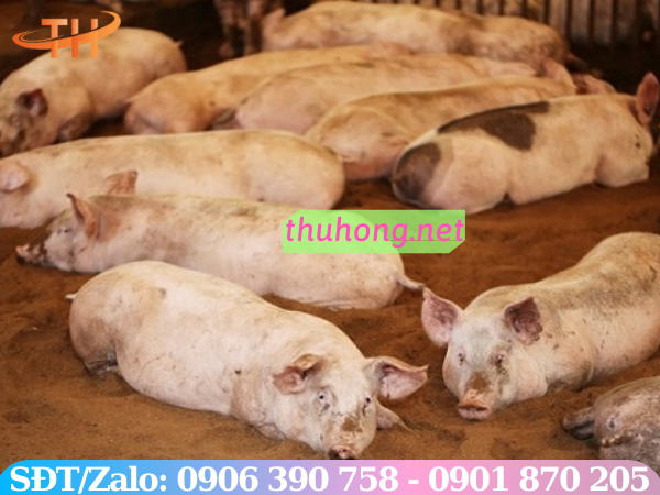 nuôi heo trên nền đất