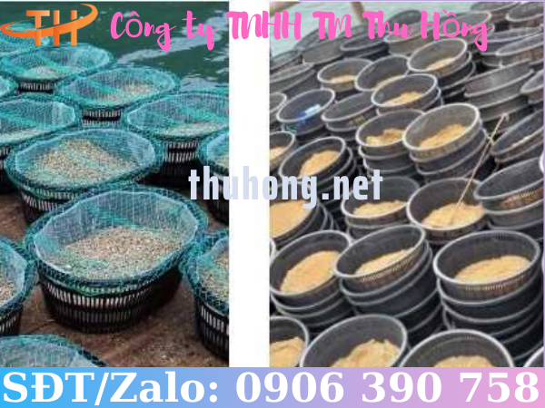 Nuôi ngao bằng rổ nhựa