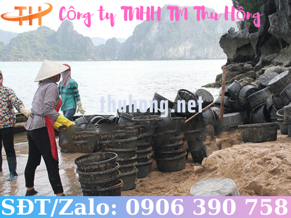 Nuôi ngao bằng rổ nhựa