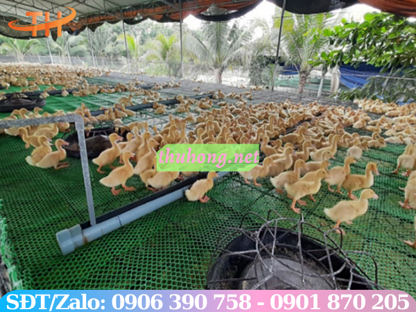 Nuôi vịt hiệu quả với mô hình lưới nhựa lót sàn