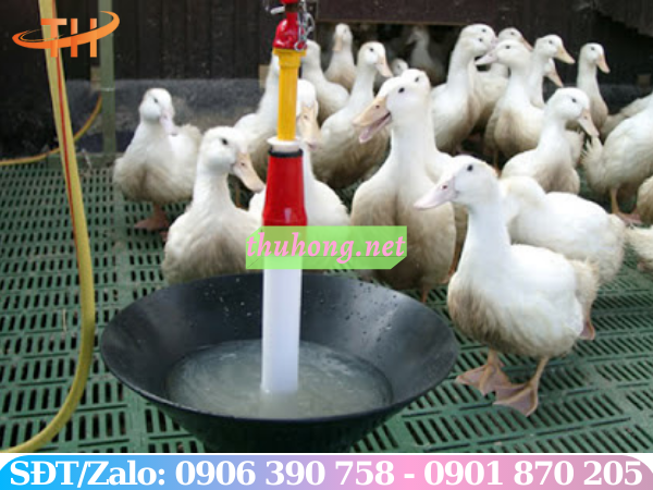Sàn nhựa nuôi vịt