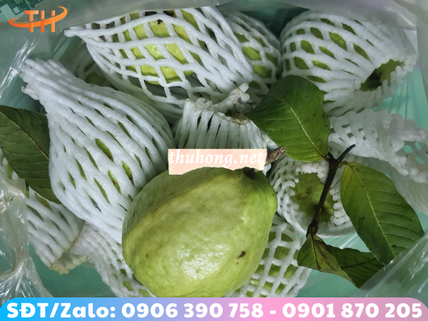 xốp lưới bọc ổi