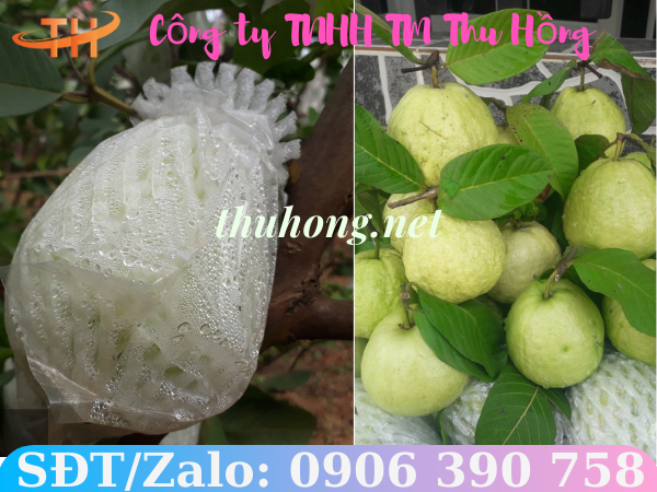 Bọc xốp lưới cho ổi