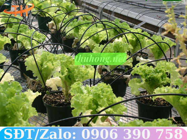 ống dẫn nước LDPE dùng trong tưới nhỏ giọt rau