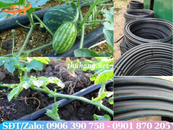 Ống nhựa HDPE dẫn nước tưới cây trồng