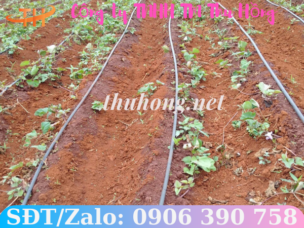 Ống tưới nhỏ giọt vườn khoai lang