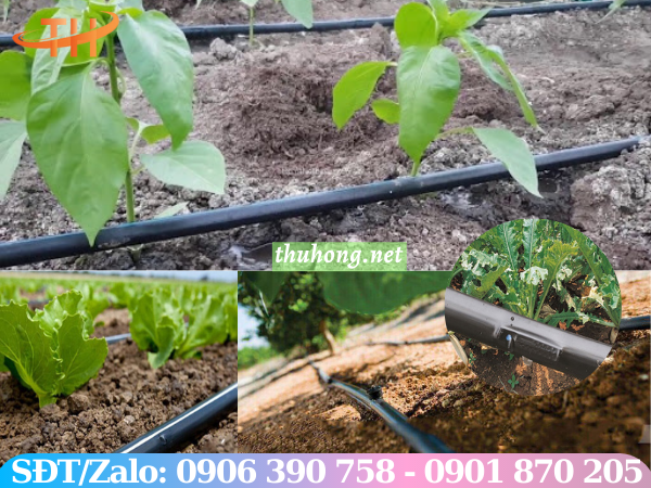 Ống tưới nước nhỏ giọt cho cây và rau trồng