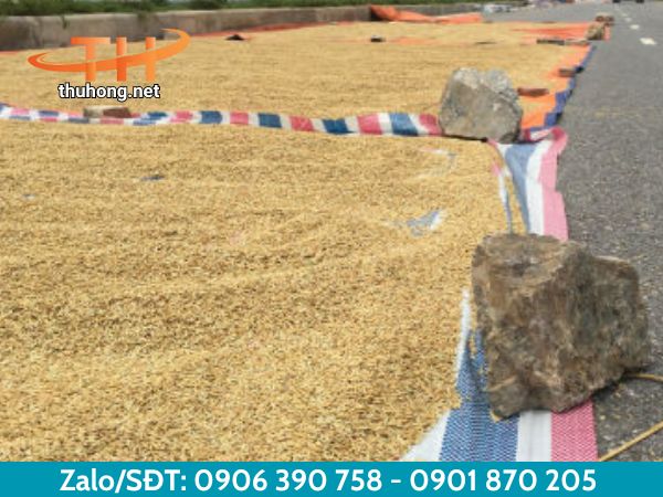 Phơi nông sản bằng bạt sọc 3 màu Phơi nông sản bằng bạt sọc 3 màu