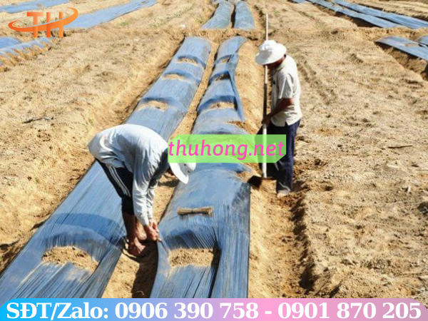 Bạt phủ trải luống đất trồng trọt
