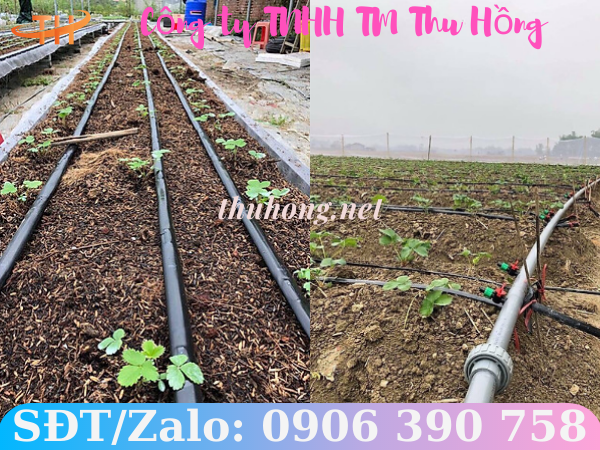 Phương pháp tưới nhỏ giọt