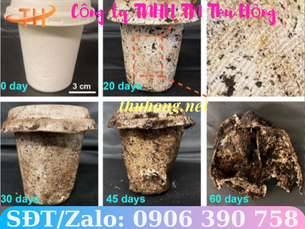 Quá trình phân hủy tự nhiên của hộp bã mía