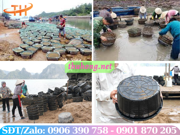 Rổ nhựa nuôi hải sản được sử dụng phổ biến hiện nay