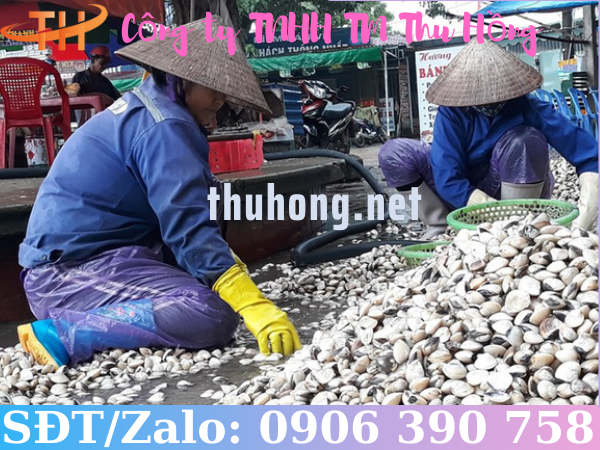 Kỹ thuật nuôi ngao bằng rổ nhựa