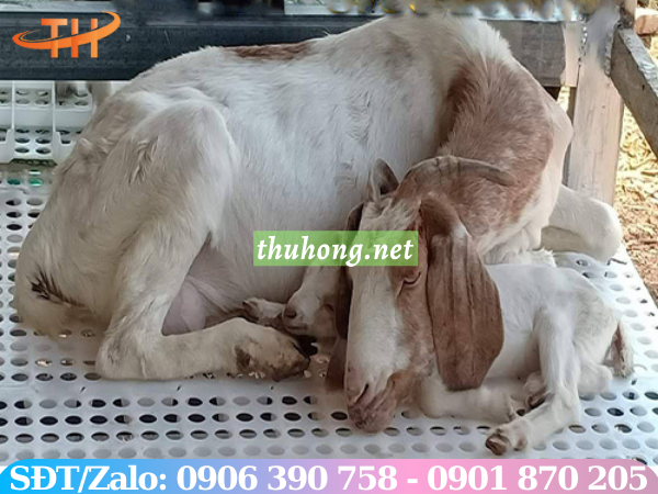 Sàn nhựa nuôi dê lỗ tròn
