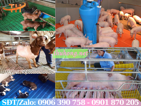 Sàn nhựa chăn nuôi có độ ứng dụng cao