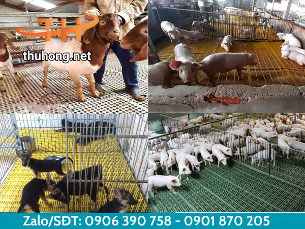 Sàn nhựa chăn nuôi động vật gia súc Sàn nhựa chăn nuôi động vật gia súc