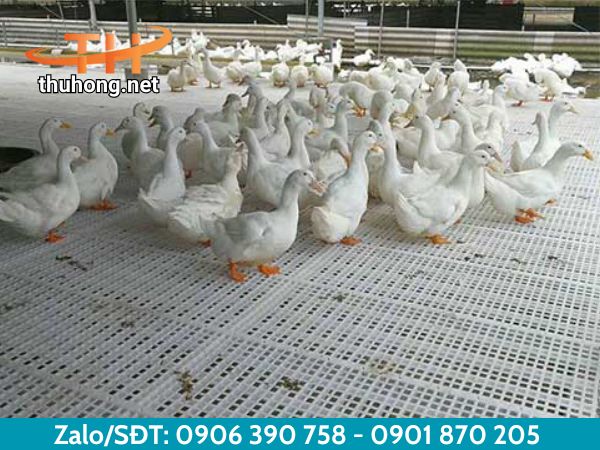 Sàn nhựa chăn nuôi gà vịt Sàn nhựa chăn nuôi gà vịt