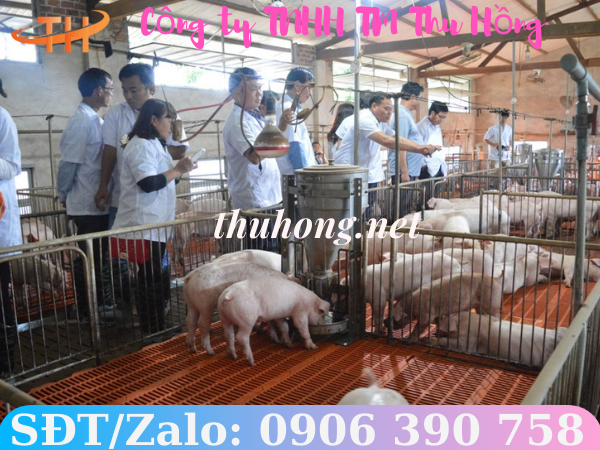 Tấm nhựa lót sàn heo