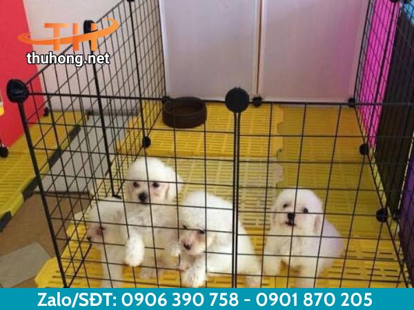 Sàn nhựa chăn nuôi Sàn nhựa chăn nuôi