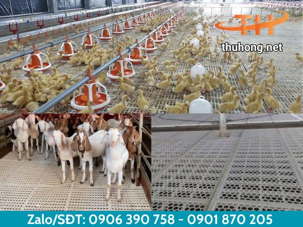 Sàn nhựa dễ vệ sinh tạo điều kiện cho vật nuôi phát triển Sàn nhựa dễ vệ sinh tạo điều kiện cho vật nuôi phát triển