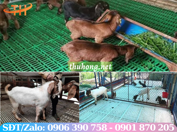 Sàn nhựa làm chuồng nuôi dê