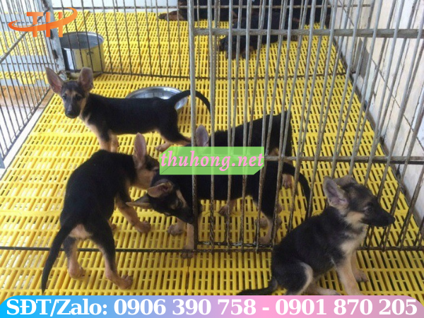 Sàn nhựa lót sàn nuôi chó