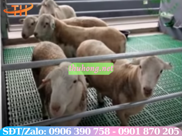 Sàn nhựa nuôi dê 4x110cm