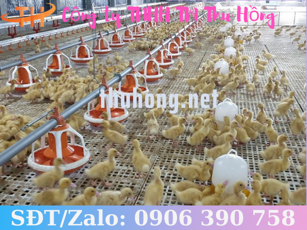 Sàn nhựa nuôi vịt con