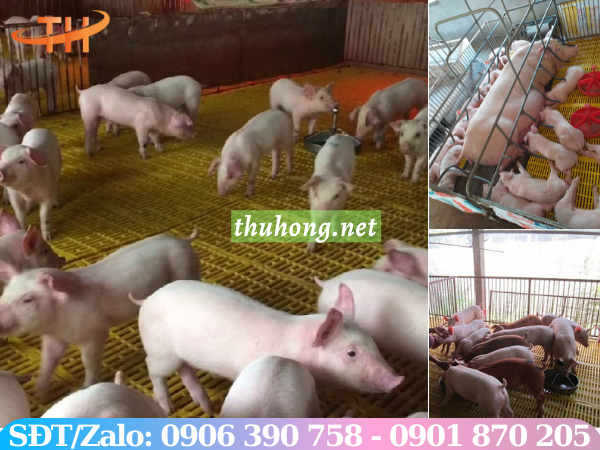 Mô hình nuôi heo trên sàn nhựa