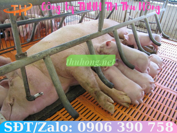 Công dụng của sàn nhựa nuôi heo