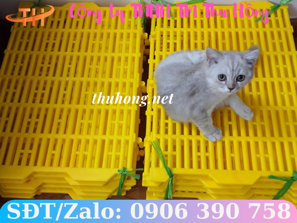 Tấm nhựa lót sàn nuôi mèo