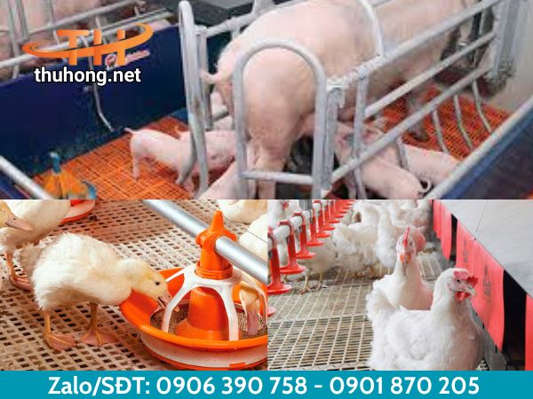 Sàn nhựa nuôi heo mang lại nhiều lợi ích trong hệ thống chăn nuôi Sàn nhựa nuôi heo mang lại nhiều lợi ích trong hệ thống chăn nuôi