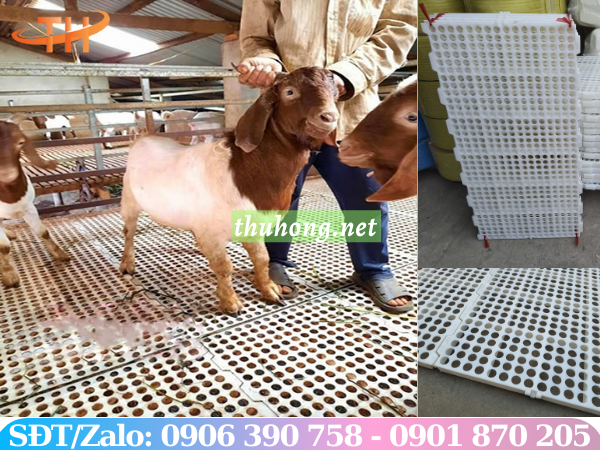 Sàn nhựa nuôi dê màu trắng