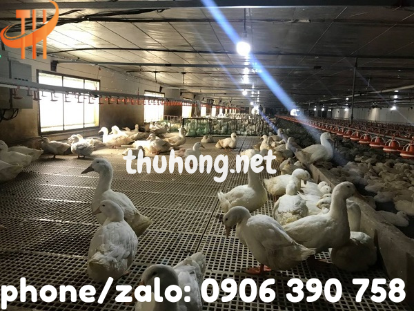 bán sỉ sàn nhựa nuôi gà vịt giá rẻ bình chánh