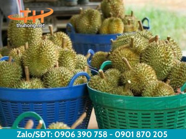 Sọt nhựa bền chắc đựng được nhiều loại nông sản khác nhau Sọt nhựa bền chắc đựng được nhiều loại nông sản khác nhau