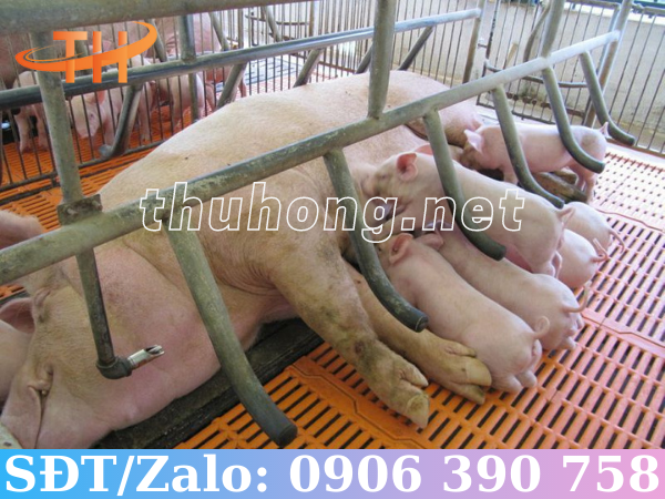 Nhựa lót sàn chuồng heo