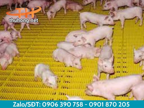 Sử dụng sàn nhựa trong hệ thống chăn nuôi heo Sử dụng sàn nhựa trong hệ thống chăn nuôi heo