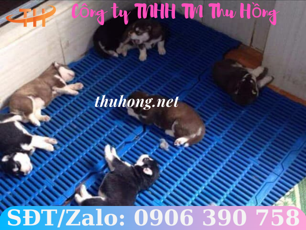 Tấm lót sàn nuôi thú cưng