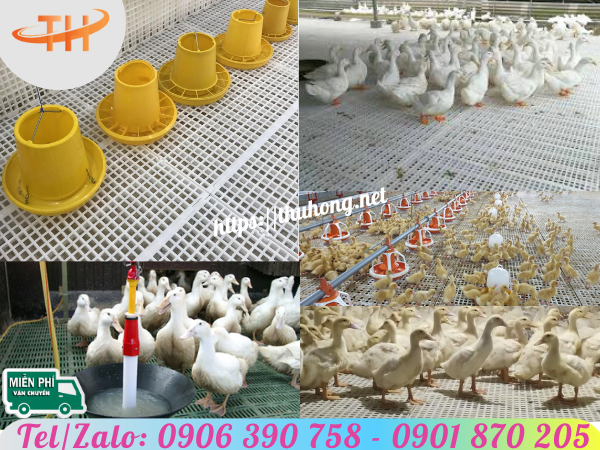 Ứng dụng sàn nhựa vào việc lót sàn chuồng nuôi gà vịt Ứng dụng sàn nhựa vào việc lót sàn chuồng nuôi gà vịt
