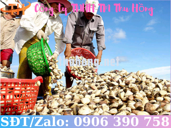 Thu hoạch ngao bằng rổ nhựa