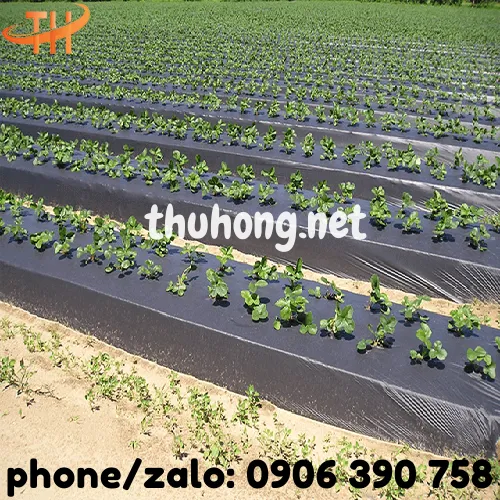 MÀNG PHỦ NÔNG NGHIỆP PE ĐEN 14 MIC