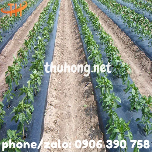 MÀNG PHỦ NÔNG NGHIỆP PE ĐEN 30 MIC