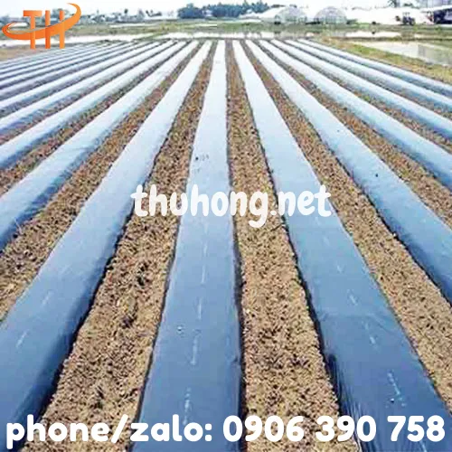 MÀNG PHỦ NÔNG NGHIỆP PE ĐEN 15 MIC