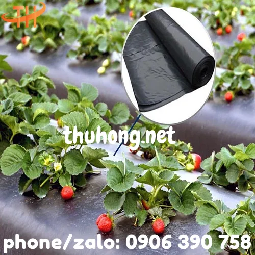 MÀNG PHỦ NÔNG NGHIỆP PE ĐEN 15 MIC