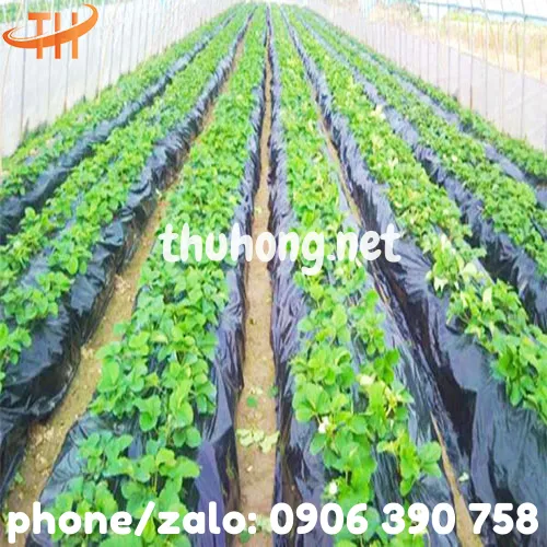MÀNG PHỦ NÔNG NGHIỆP PE ĐEN 16 MIC