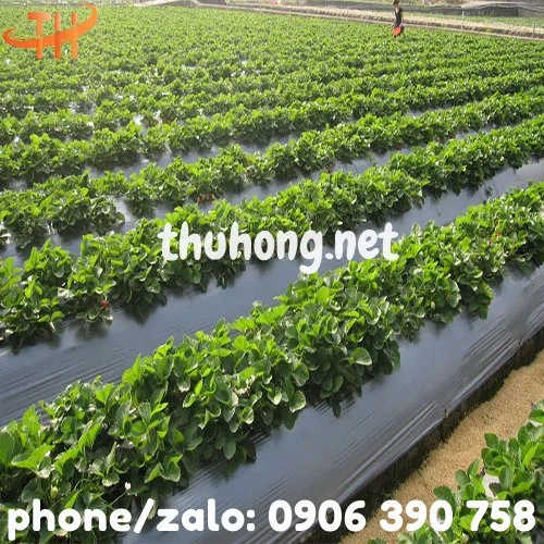 MÀNG PHỦ NÔNG NGHIỆP PE ĐEN 17MIC