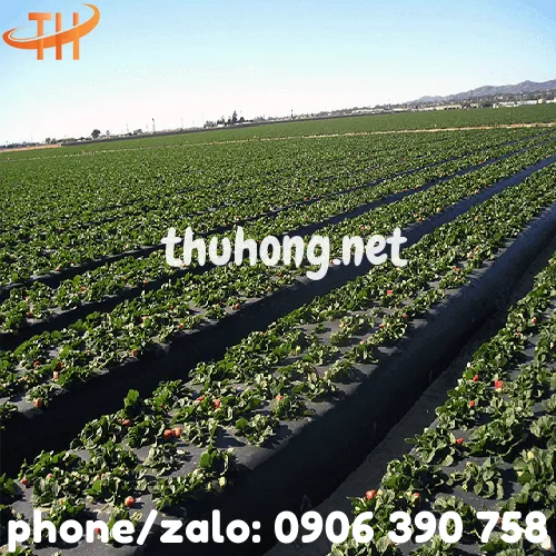 MÀNG PHỦ NÔNG NGHIỆP PE ĐEN 18 MIC