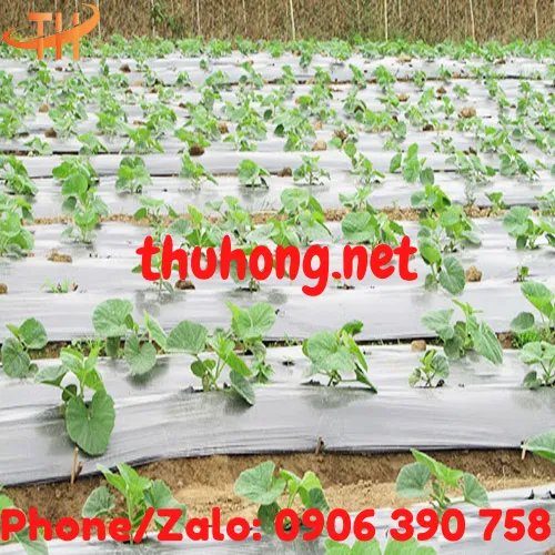 MÀNG PHỦ NÔNG NGHIỆP PE PHẢN QUANG